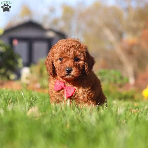 Cash, Cavapoo Puppy
